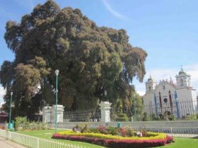 El Tule tree with the thickest trunk of the world Oaxaca Mexico – Best Places In The World To Retire – International Living